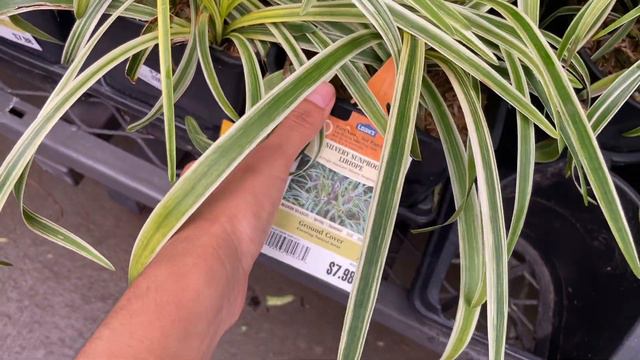 Lowes Garden Center Inventory/ Proven Winners Summerific Hibiscus!