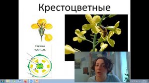семейства покрытосеменных