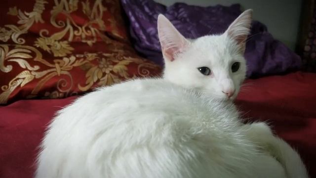 мурчание кота. приятное мурлыканье кошки для сна под музыку слушать онлайн бесплатно включить смотреть онлайн