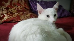 мурчание кота. приятное мурлыканье кошки для сна под музыку слушать онлайн бесплатно включить