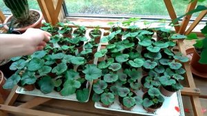 Тайны выращивания Пеларгонии из семян. Подробно от посева до цветения и зимовки.