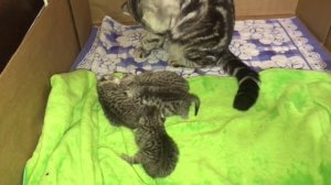 Котятам  5 дней. Что делать,если Кошка отказалась кормить Котят