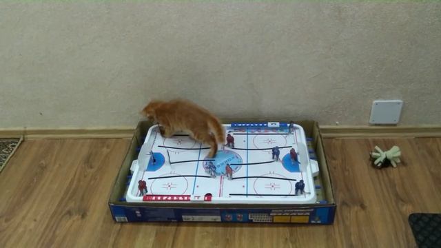 Red cat hockey player. Рыжий кот Рыжик хоккеист!) смотреть онлайн