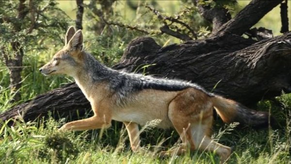 Звук шакала, крик шакала, вой шакала | Jackal sound, cry jackal, howl jackal