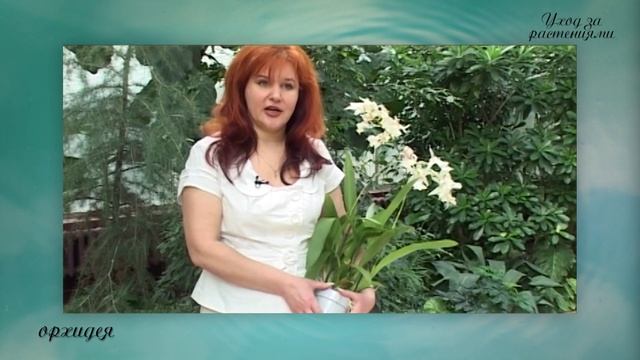 Уход за растениями. Орхидея #уходзарастениями #орхидеяусловия #орхидеядомашнийуход #орхидеяполив смотреть онлайн