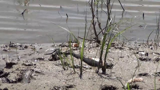 Уж ворует рыбу из садка смотреть онлайн