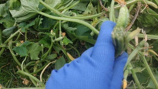 Вянут листья огурцов? Ищем причину внезапного увядания плети огурцов .Чем лечить увядание? смотреть онлайн