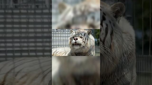 Это Самые Необычные Животные в Мире!? #shorts #тигр #животные смотреть онлайн