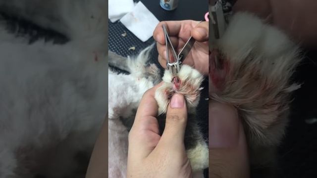 Removing a cat's ingrown nail смотреть онлайн