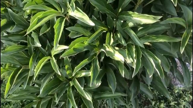 Пион после цветения. Продлеваем пионам жизнь смотреть онлайн