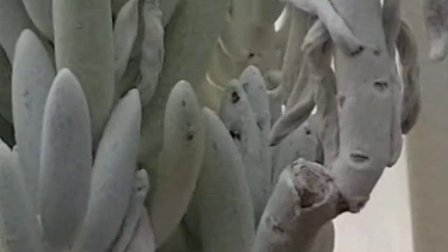 SENECIO HAWORTHII COCOON SUCCULENT PLANT IN GREENHOUSE смотреть онлайн