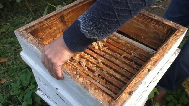 КОГДА И КАК УТЕПЛЯТЬ ПЧЁЛ. смотреть онлайн