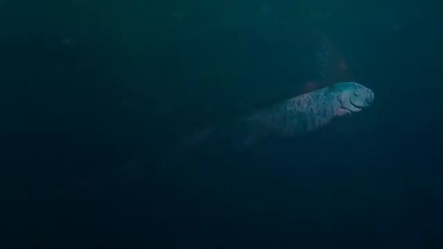 САМЫЕ СТРАННЫЕ ВИДЫ РЫБ НА НАШЕЙ ПЛАНЕТЕ смотреть онлайн