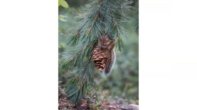 Зачем елке иголки (вступление) смотреть онлайн