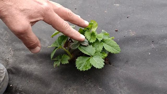 Первая подкормка клубники весной, Подкормка ранней и поздней клубники после зимы для большого урожа смотреть онлайн