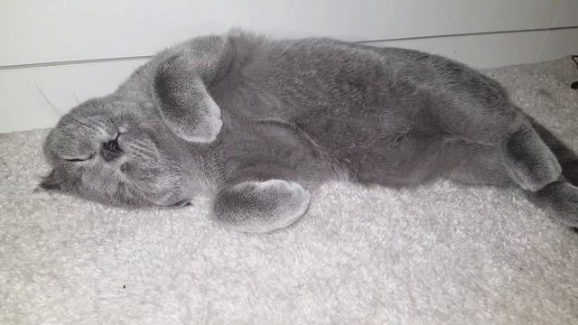 Самый страшный кот отдыхает 🤫 смотреть онлайн