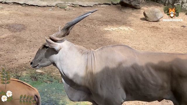 Lovely Animal Sounds In 30 Minutes: Cow, Monkey, Sheep, Wildebeest | Soothing Music смотреть онлайн