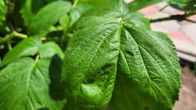 Несколько штук малины в день и забудьте о проблемах! Польза и вред Малины смотреть онлайн