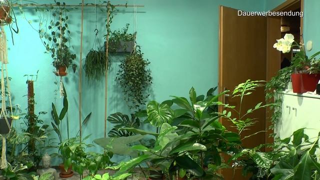 Zimmerpflanzen Spezial. Monster Monstera deliciosa umtopfen im mineralisches Substrat Vulkaflor смотреть онлайн