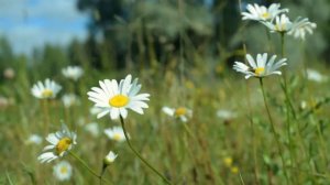 ФУТАЖ Ромашки - Footage Chamomile