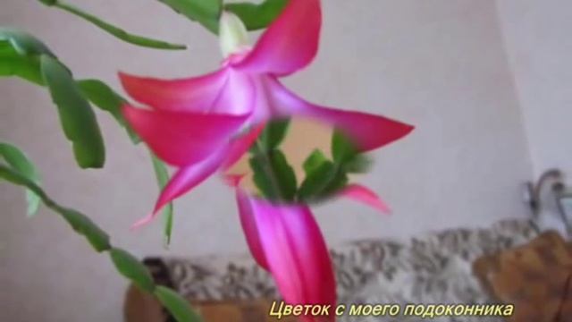 Цветок зигокактуса смотреть онлайн