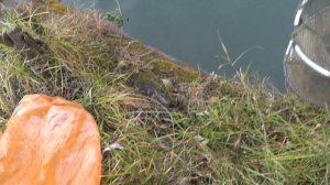 Боковой кивок на течении.Рыба клюет на каждом забросе.