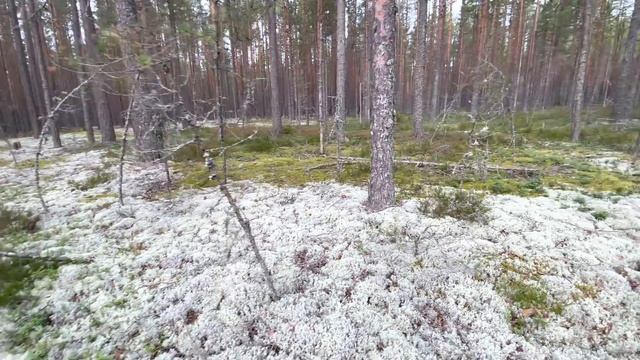 КАРЕЛИЯ! БОРОВИКИ! ВЫШЛИ НА СЛЕД БЕЛЫХ БОРОВЫХ ГРИБОВ! МОЩНАЯ ТИХАЯ ОХОТА! БЕЛЫЕ ГРИБЫ 2021 смотреть онлайн