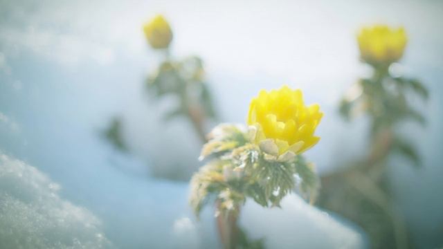 ヴォルフ＝フェラーリ: 8つの合唱曲 Op. 2‐Rispetto［ナクソス・クラシックキュレーション #癒し #リクエスト］／Wolf-Ferrari: 8 Cori, Op. 2 Rispett смотреть онлайн