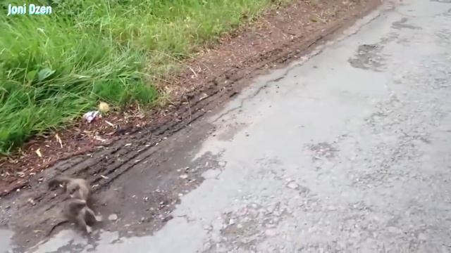 Горностай - бесстрашный Маленький Убийца и охотник на кроликов ! смотреть онлайн