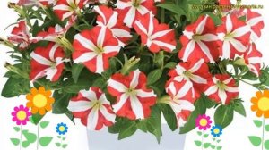 Петуния гибридная крупноцветковая Аморе Кинг оф Хеартс. Краткий обзор petunia Amore King of Hearts