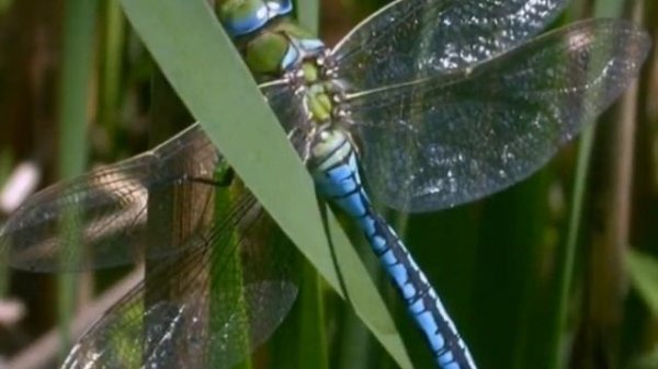 Дозорщик император (лат. Anax imperator)