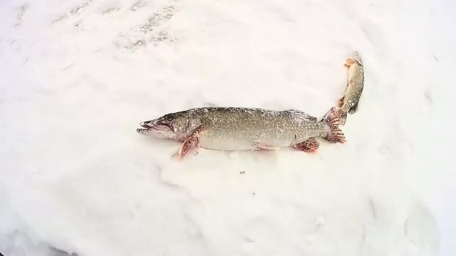 Мандрино смотреть онлайн