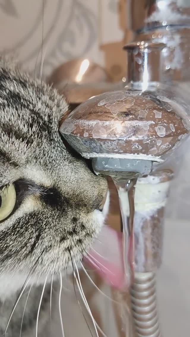 Кошкин водопой. Наша Шера любительница пить воду из-под крана. 12042024.