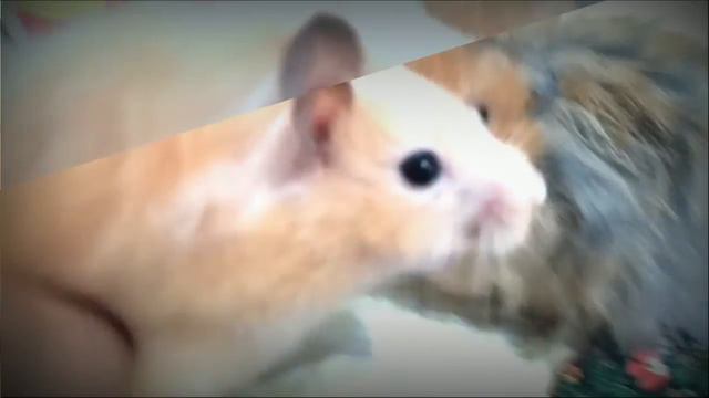 Любовь хомяков смотреть онлайн