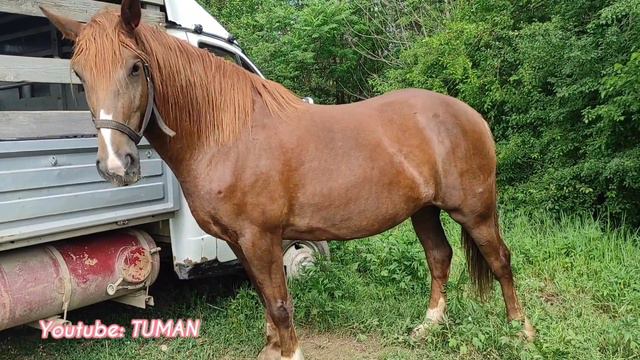 Чечня скотный рынок Лошади урус-мартан. смотреть онлайн