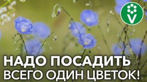 КАК Я СПАС КАРТОФЕЛЬ от колорадского жука