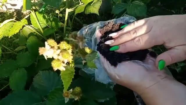 ?Укоренение ежевики на живом побеге? смотреть онлайн