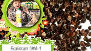 Байкал Эм 1 ➡ Микробиологическое удобрение ☑️ Применение препарата