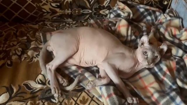 Котенок Эльф по имени Apis