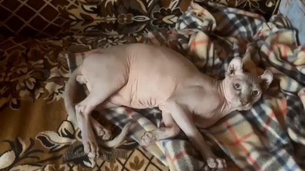 Котенок Эльф по имени Apis