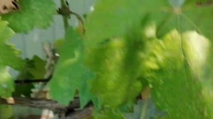 виноград кишмиш  Лучистый. урожай август 2022г. Изготовление вина