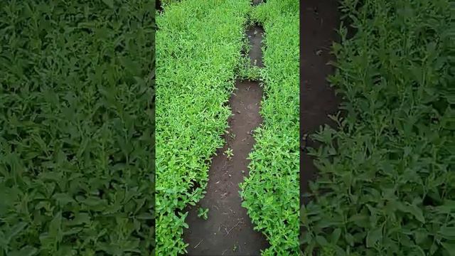 Stevia Plants Farming in India 9754171522 смотреть онлайн