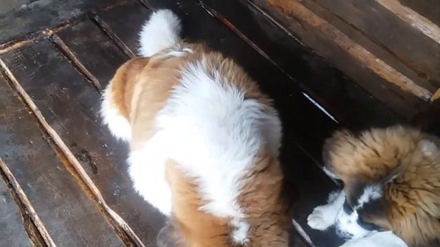 Кому витаминчики? смотреть онлайн