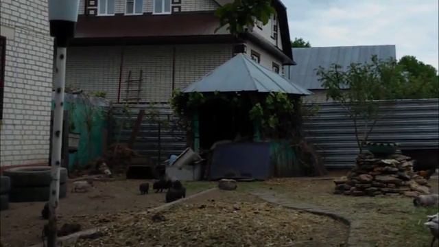 Переезд в деревню/ Поехали покупать поросят, по пути заехали за кошкой)/Мы пополняемся смотреть онлайн