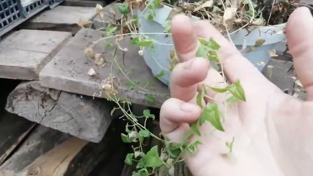 Не торопитесь выкидывать кашпо с погибшем растением. Азарина начала рости заново!!! ? смотреть онлайн