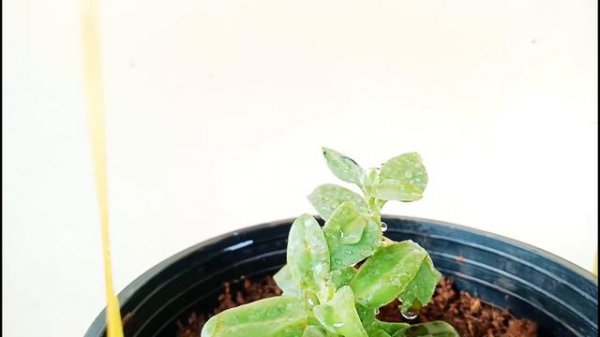 What I am growing this season | Step by step guide for beginner