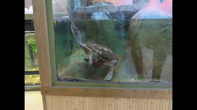 Vlog:Едем в Харьков. Парк Горького смотреть онлайн