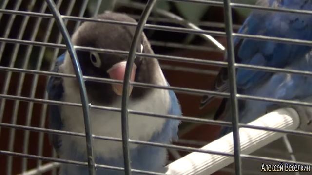 Открытый Кубок Санкт Петербурга по пауэрлифтингу, жиму лежа. смотреть онлайн