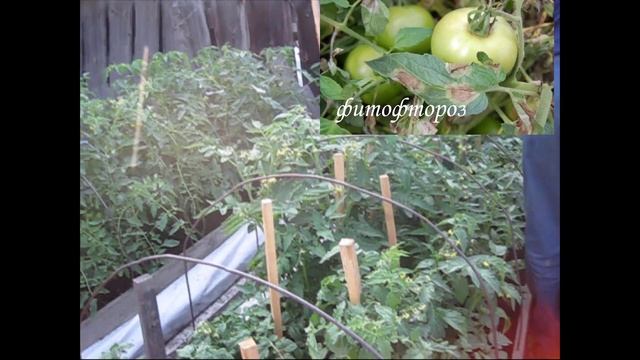 СИБИРСКИЙ ОГОРОД. ОБРАБОТКА ОГУРЦОВ. ПЕРНОСПОРОЗ ОГУРЦОВ. ЛОЖНАЯ МУЧНИСТАЯ РОСА. смотреть онлайн