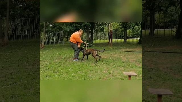Dutch Shepherd  Herder голландская овчарка Хердер мониторинг